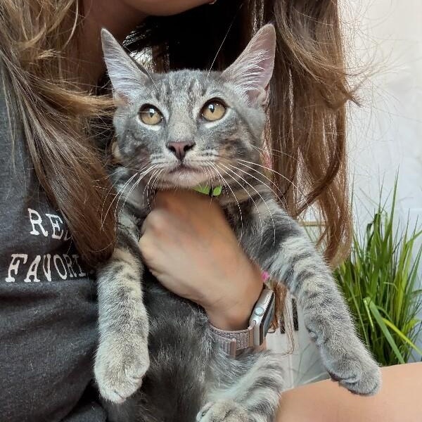 Collins Clark — thumbnail 2