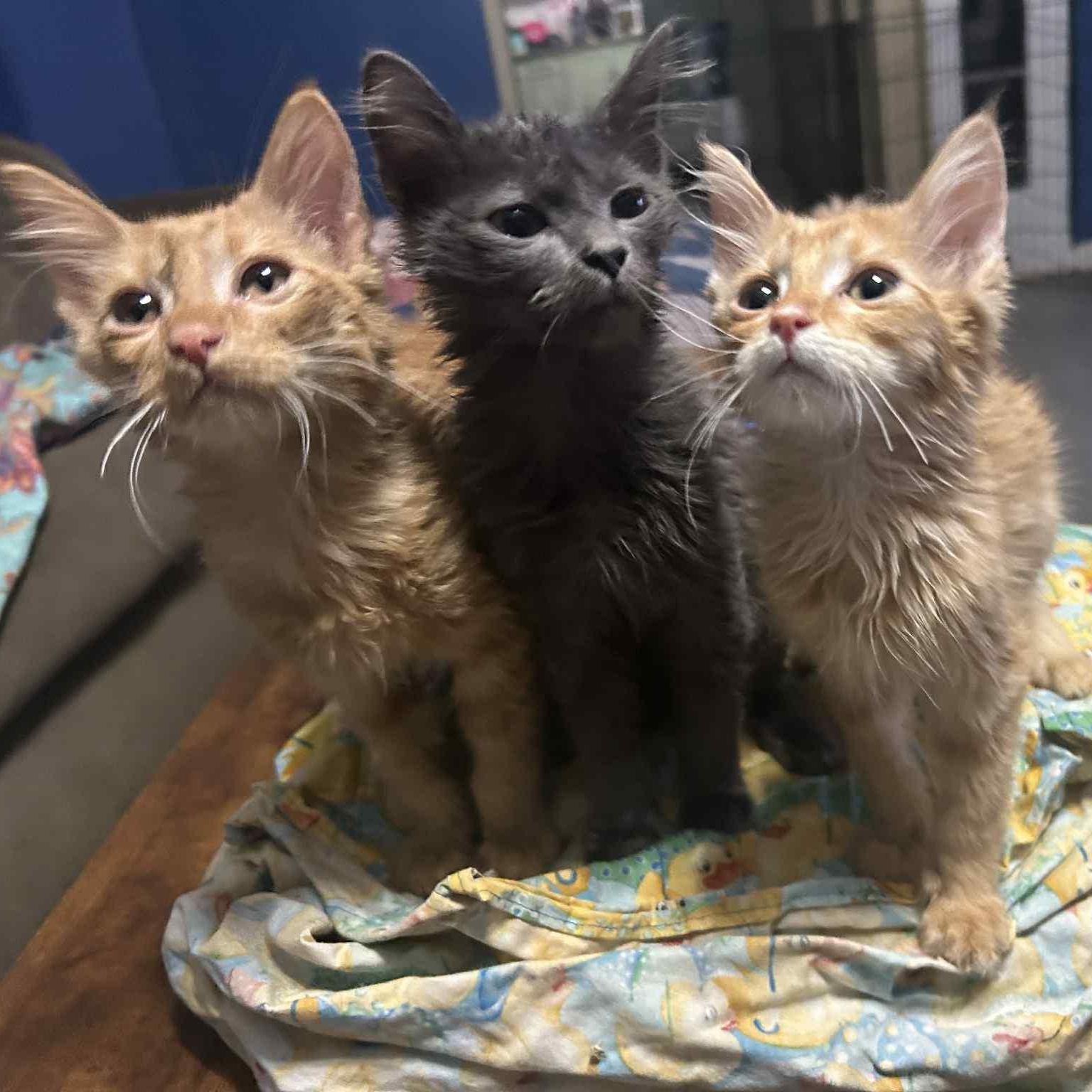 Enlarge Harrison, a Adoptable mixed breed in Oklahoma City, OK image 3/4