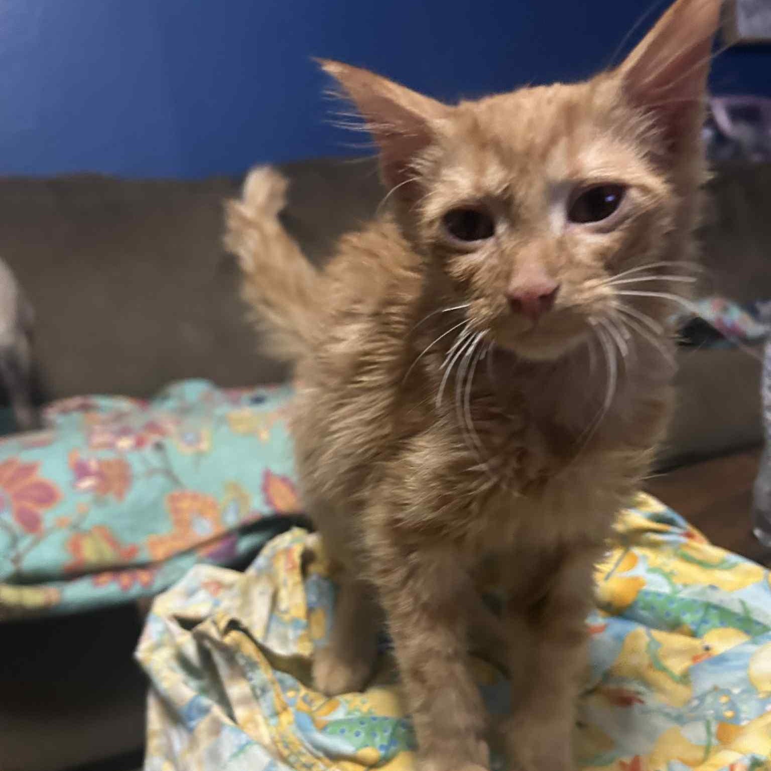 Harrison, Adoptable, Kitten Male Domestic Long Hair.