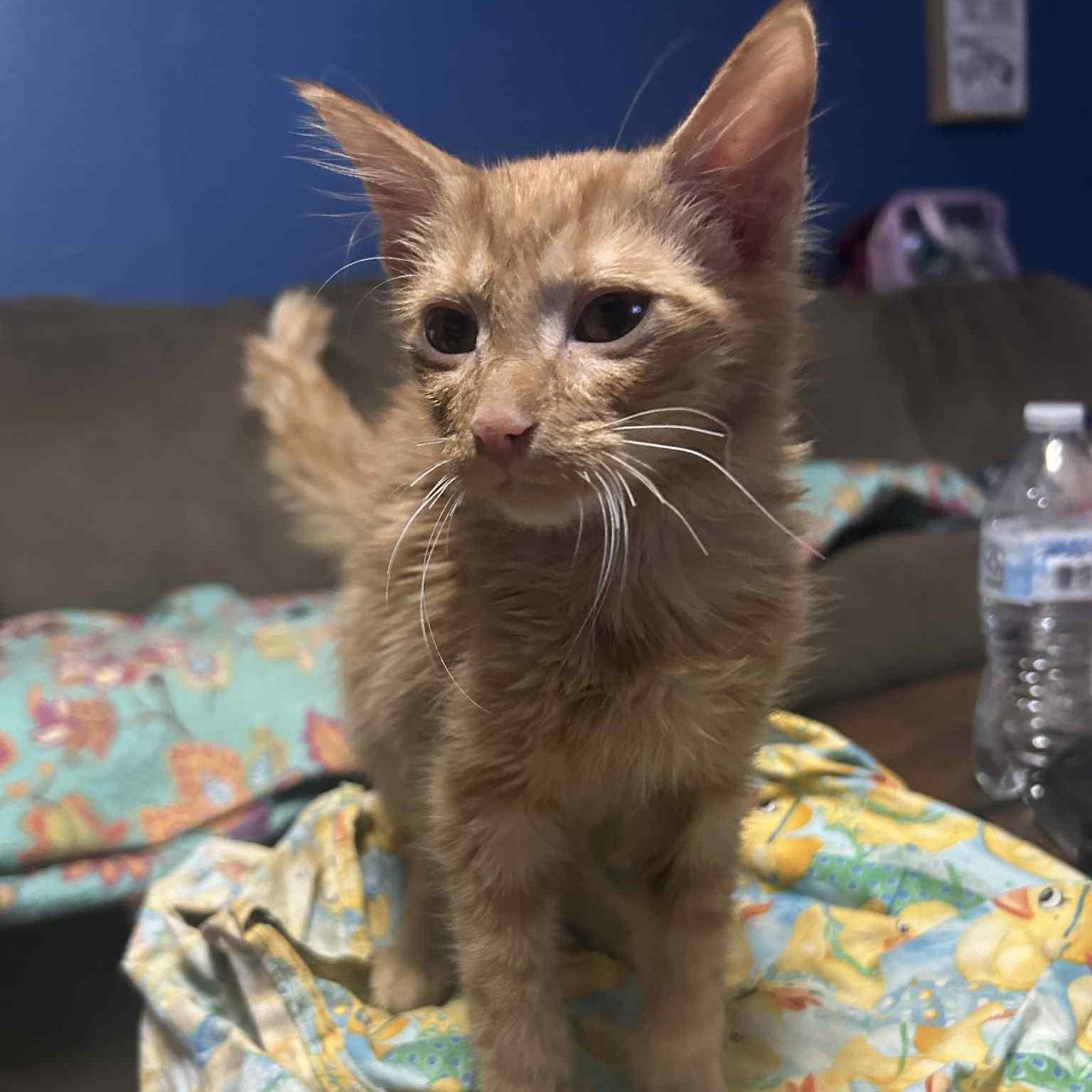 Enlarge Harrison, a Adoptable mixed breed in Oklahoma City, OK image 2/4