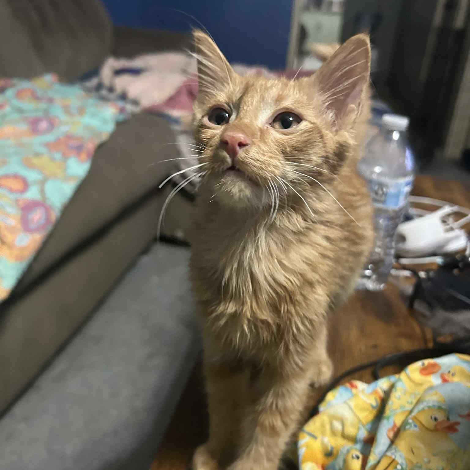 Enlarge Harrison, a Adoptable mixed breed in Oklahoma City, OK image 4/4