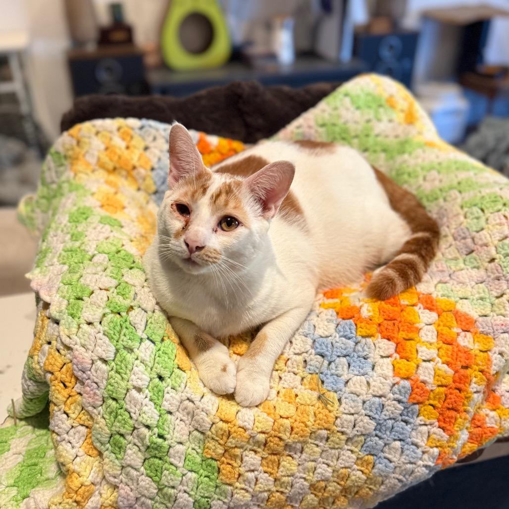 Enlarge Snotley Crue, a Adoptable Domestic Short Hair in Port Richey, FL image 1/3