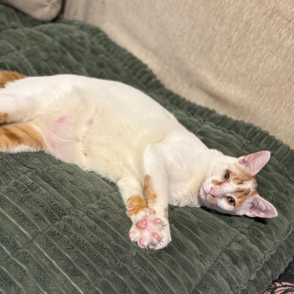 Enlarge Snotley Crue, a Adoptable Domestic Short Hair in Port Richey, FL image 3/3