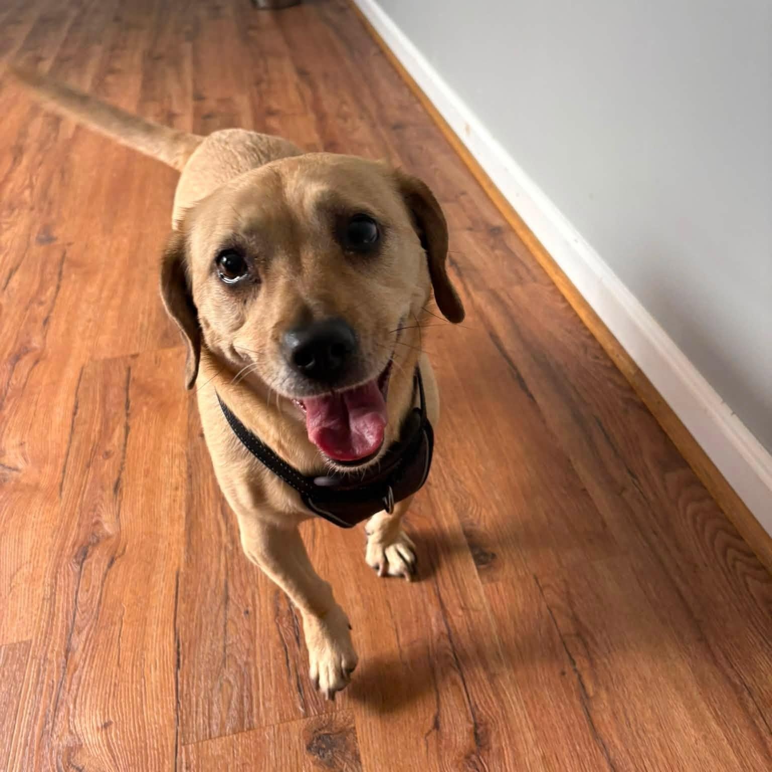 Enlarge Miley (Bonded Pair w/ Jolene), an adoptable mixed breed in Severn, MD image 2/3