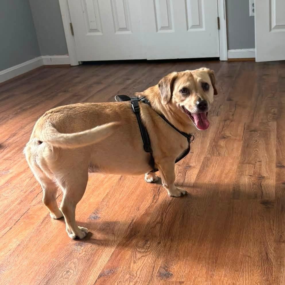 Enlarge Miley (Bonded Pair w/ Jolene), an adoptable mixed breed in Severn, MD image 3/3