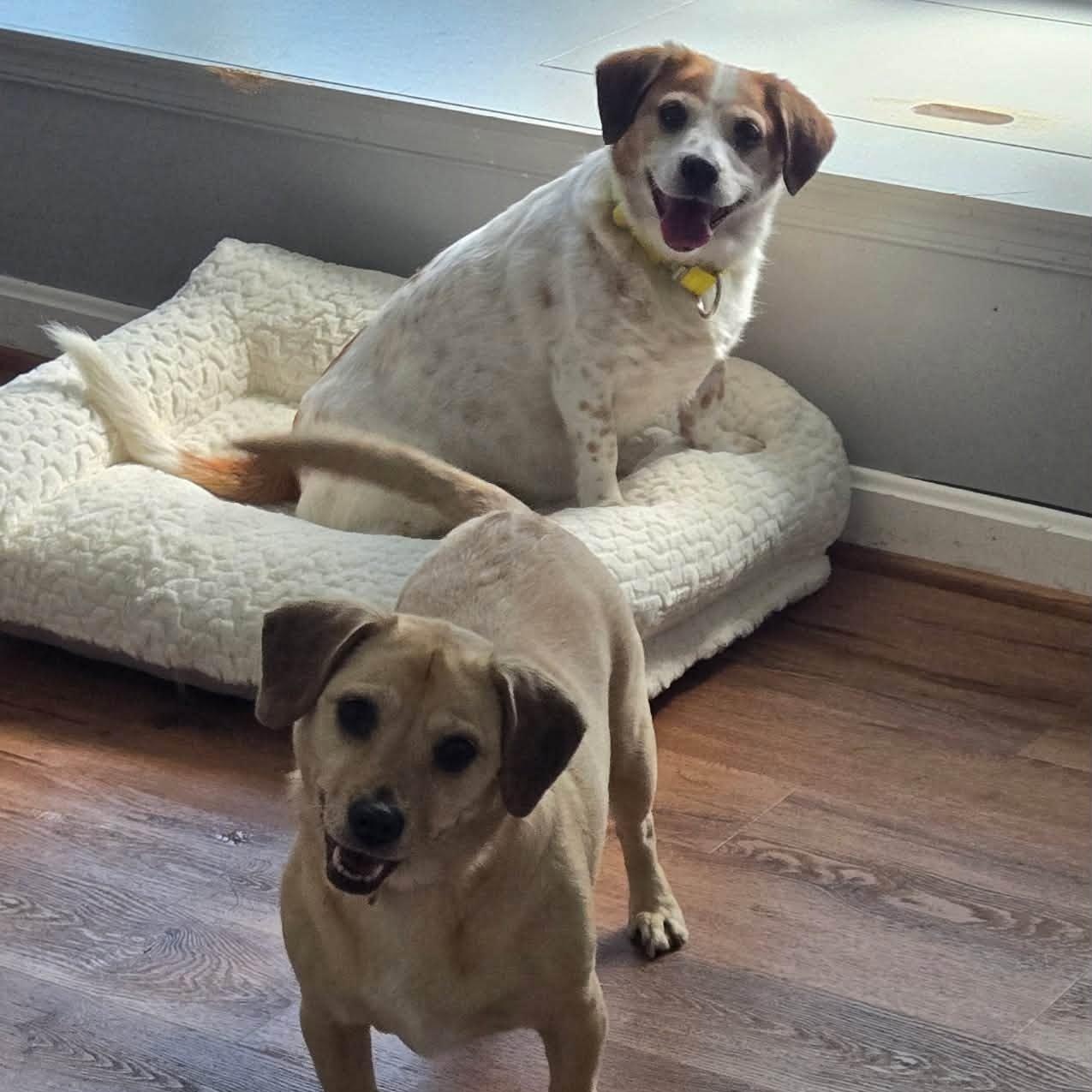 Enlarge Miley (Bonded Pair w/ Jolene), an adoptable mixed breed in Severn, MD image 1/3