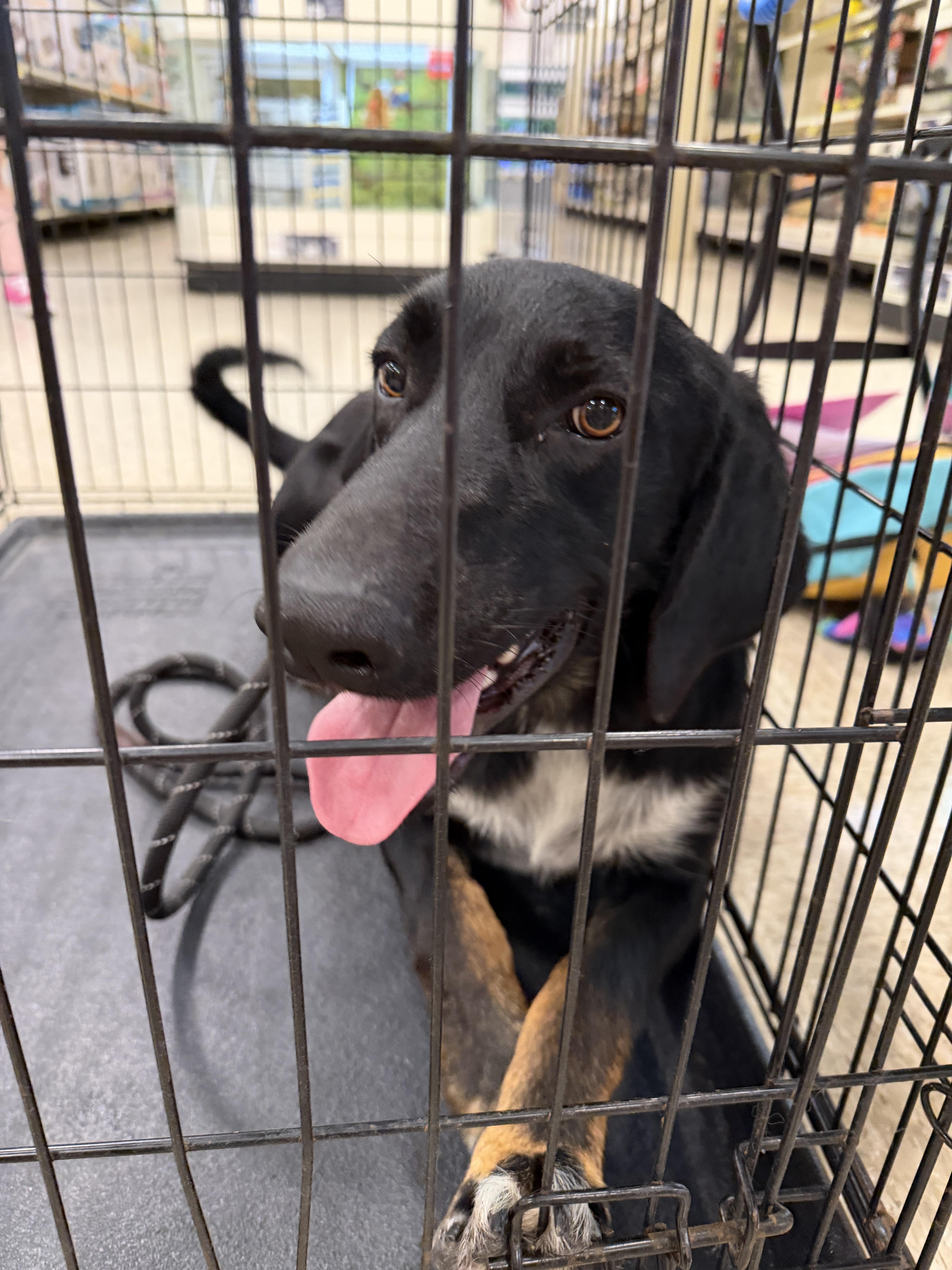 Enlarge Elijah, a Adoptable Coonhound in Livingston, TX image 3/4