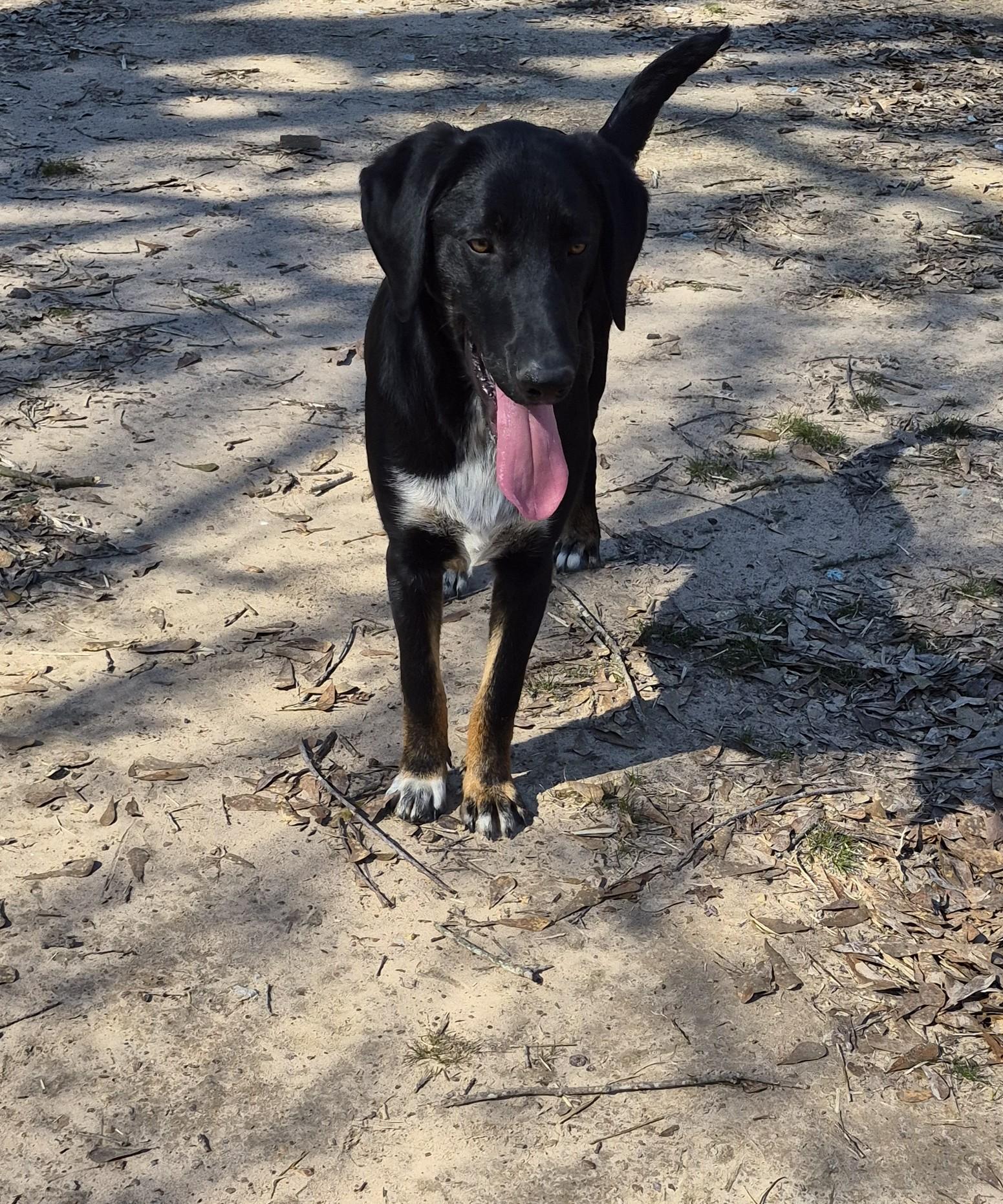 Enlarge Elijah, a ADOPTABLE Coonhound in Livingston, TX image 1/1