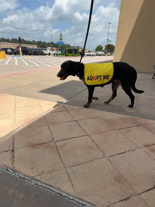 Enlarge Elijah, a Adoptable Coonhound in Livingston, TX video 2/4
