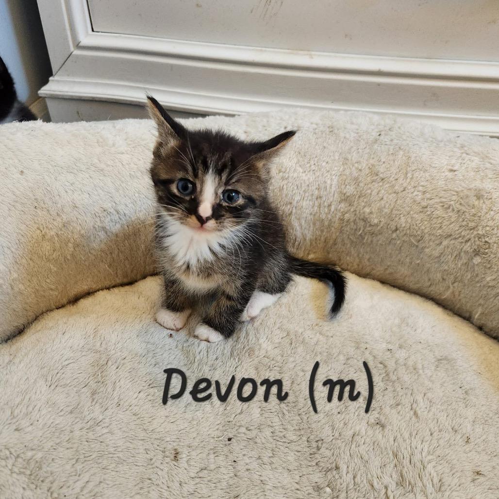 Devon — thumbnail 2