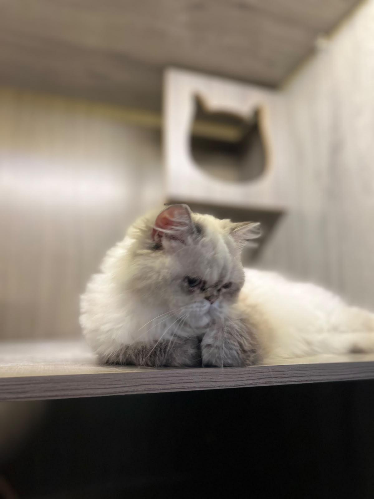 Enlarge Misty, the Pretty Persian, a Adoptable mixed breed in Somerset, NJ image 2/4
