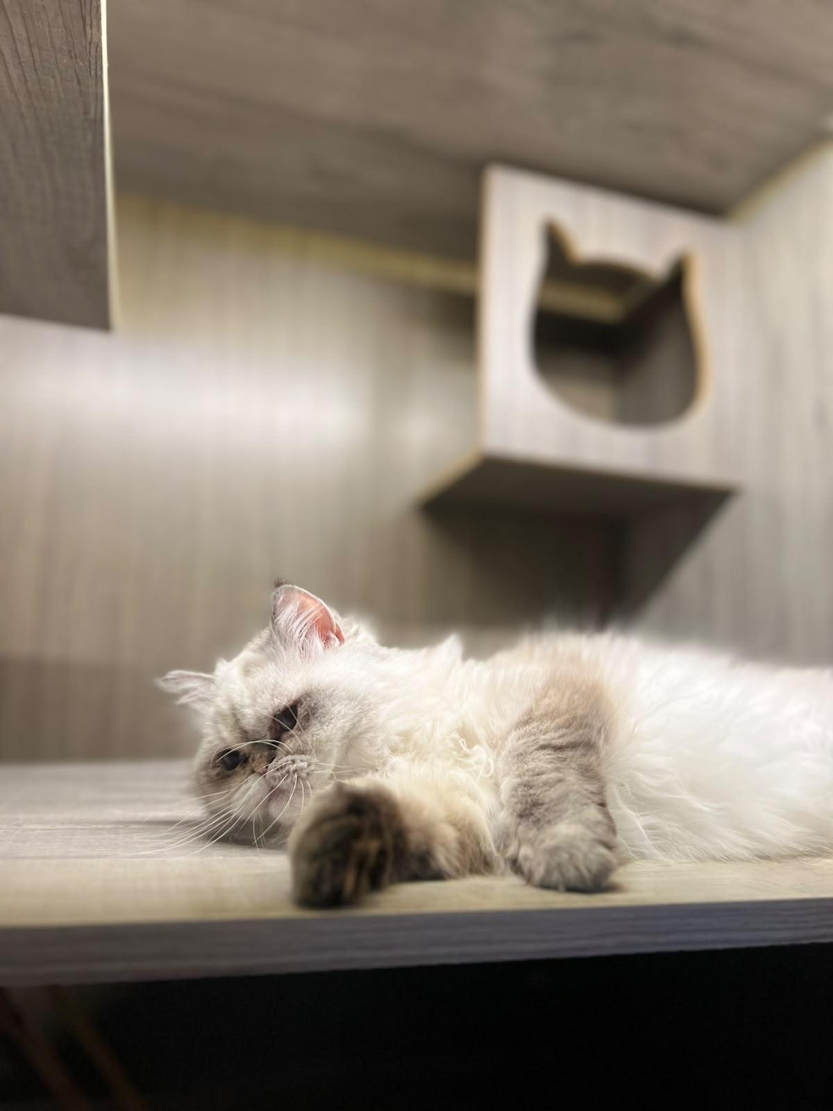 Enlarge Misty, the Pretty Persian, a Adoptable mixed breed in Somerset, NJ image 3/4