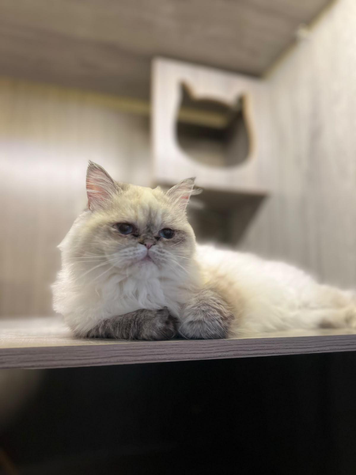 Misty, the Pretty Persian, Adoptable, Young Female Persian & Domestic Long Hair.