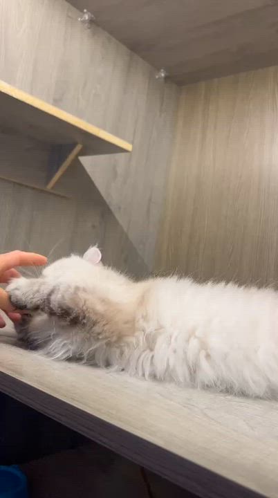 Enlarge Misty, the Pretty Persian, a Adoptable mixed breed in Somerset, NJ video 4/4