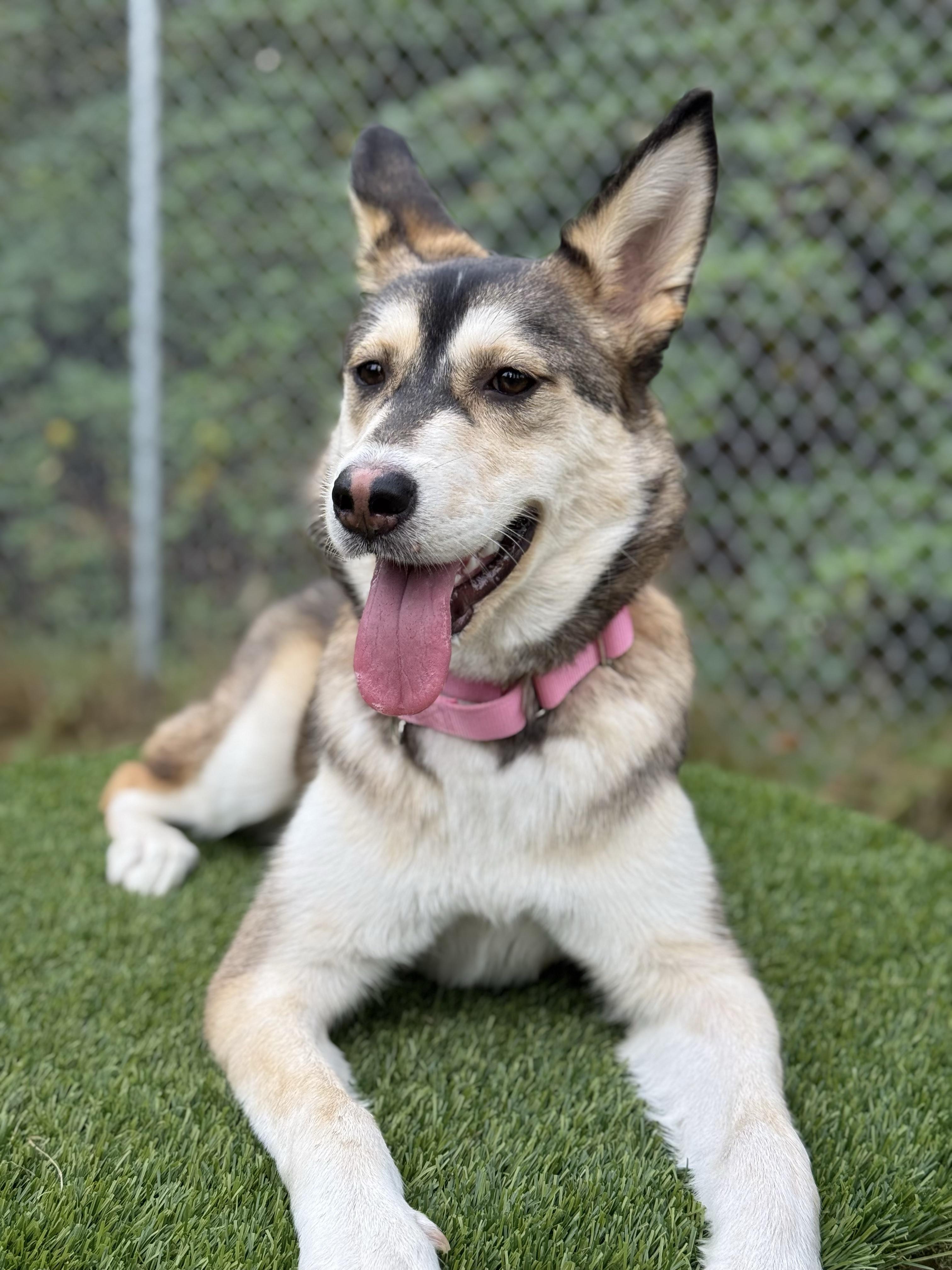 Enlarge Daisy 40363 (Approx. 1 Year Old), a Adoptable mixed breed in Langley, BC image 3/6