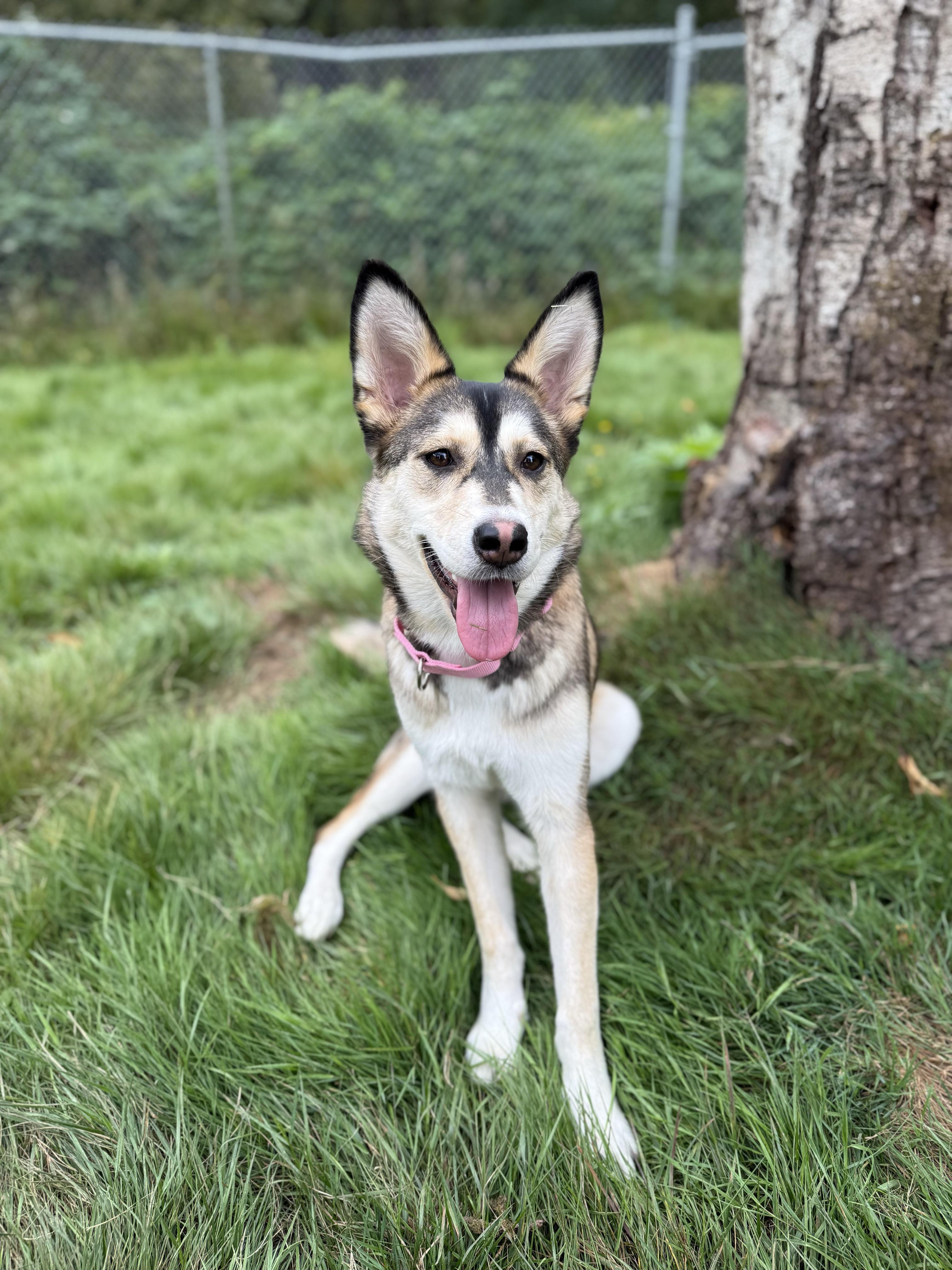 Enlarge Daisy 40363 (Approx. 1 Year Old), a Adoptable mixed breed in Langley, BC image 4/6