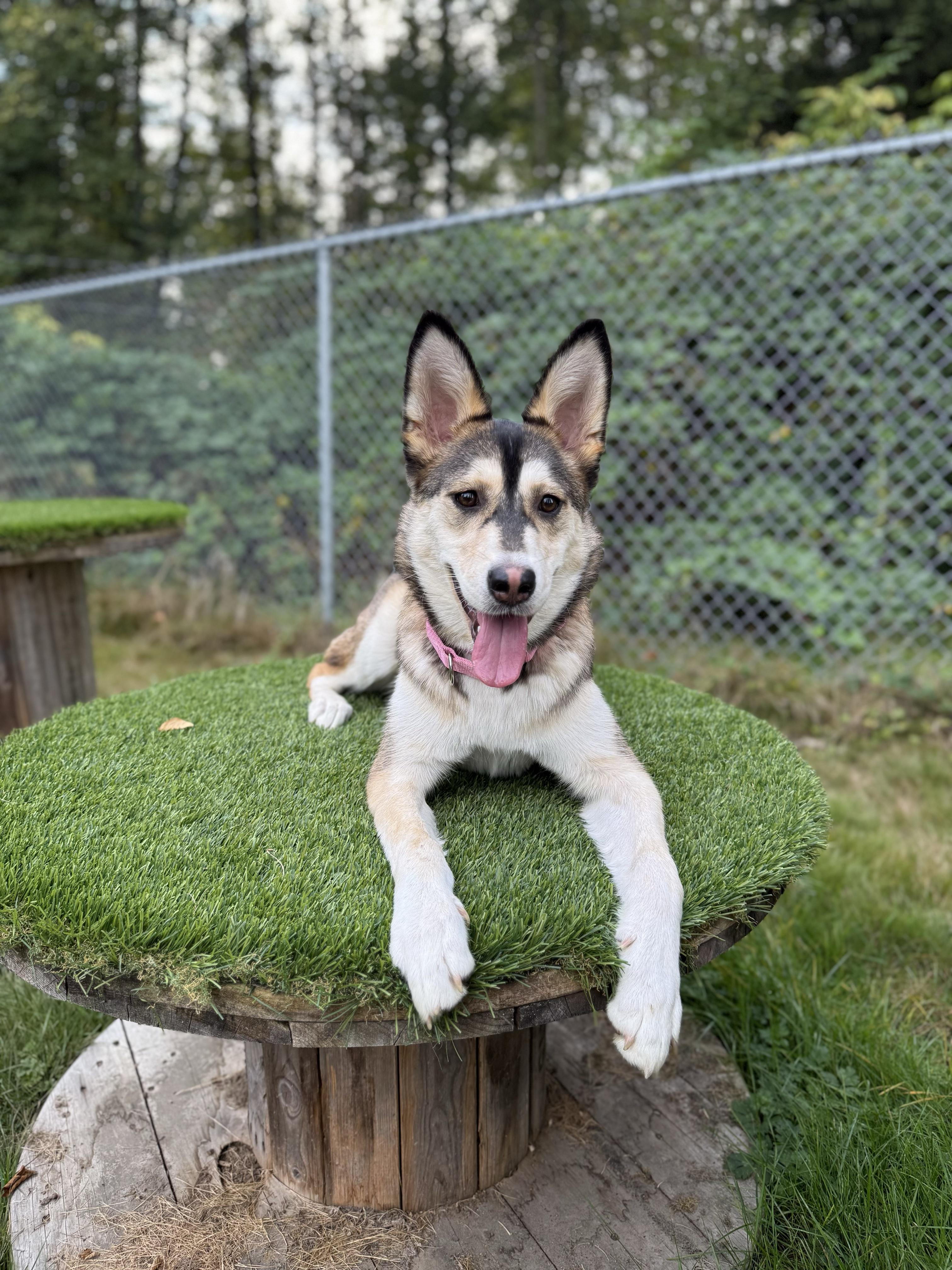 Enlarge Daisy 40363 (Approx. 1 Year Old), a Adoptable mixed breed in Langley, BC image 6/6