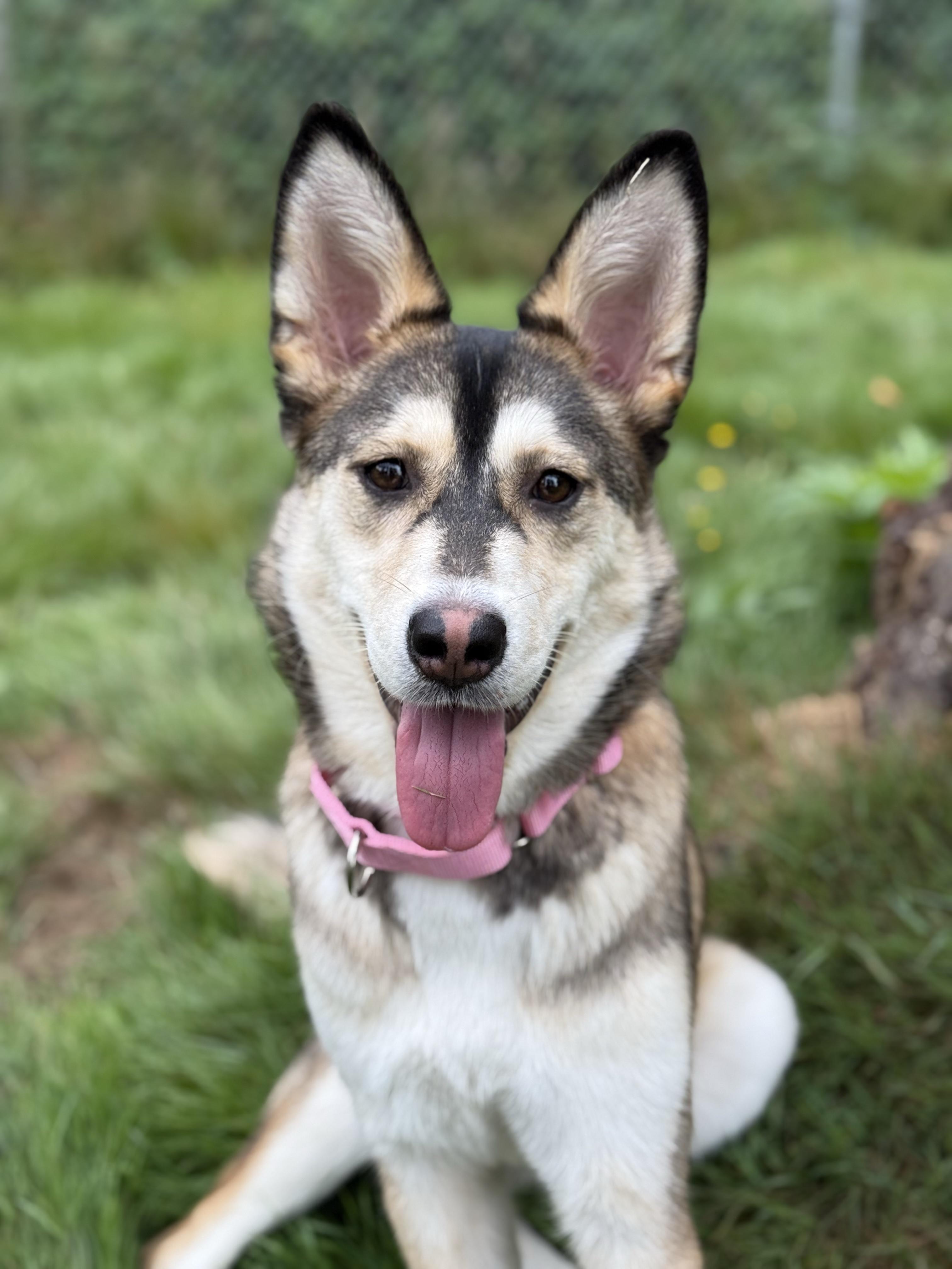 Enlarge Daisy 40363 (Approx. 1 Year Old), a Adoptable mixed breed in Langley, BC image 1/6