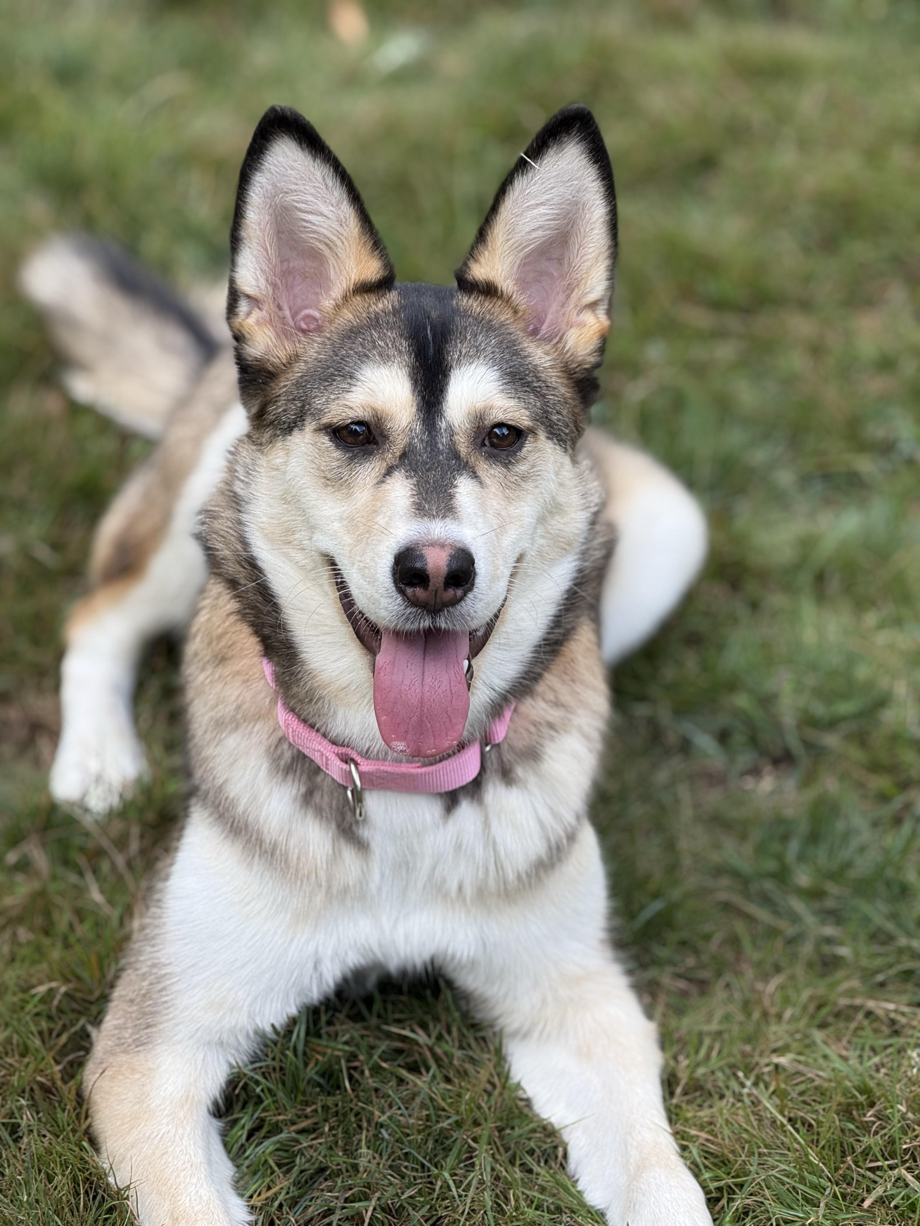 Enlarge Daisy 40363 (Approx. 1 Year Old), a Adoptable mixed breed in Langley, BC image 2/6