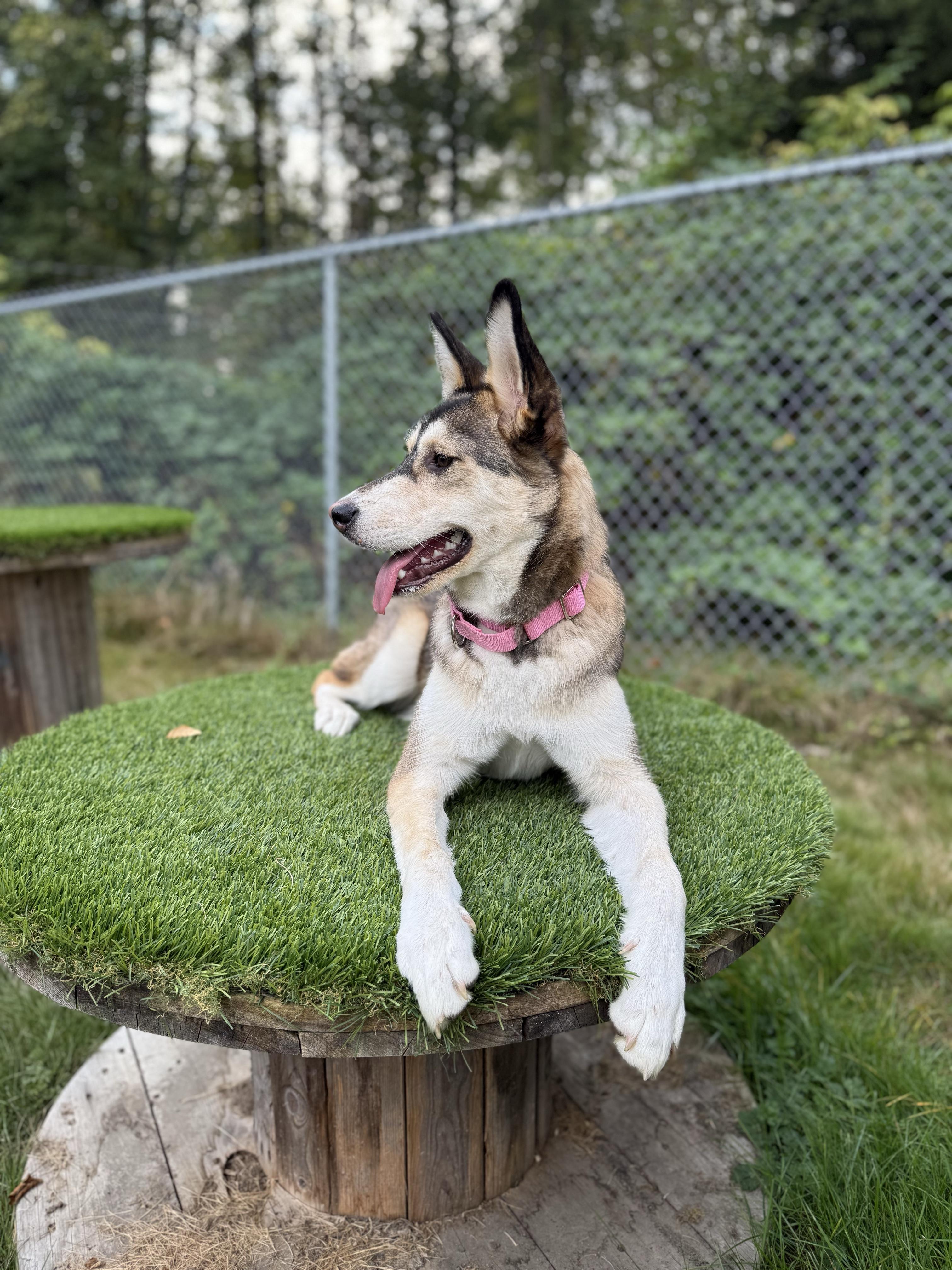 Enlarge Daisy 40363 (Approx. 1 Year Old), a Adoptable mixed breed in Langley, BC image 5/6