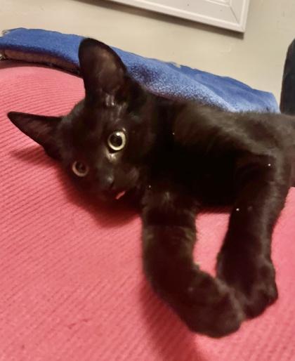 Skye, Adoptable, Kitten Female Domestic Short Hair & Domestic Short Hair.