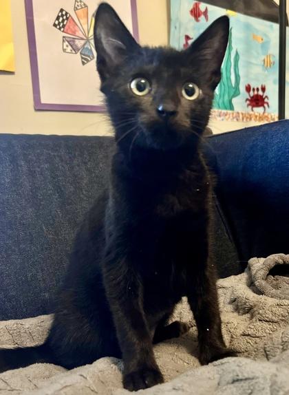 Enlarge Skye, a Adoptable mixed breed in San Diego, CA image 2/3