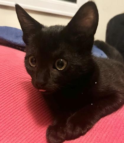 Enlarge Skye, a Adoptable mixed breed in San Diego, CA image 3/3