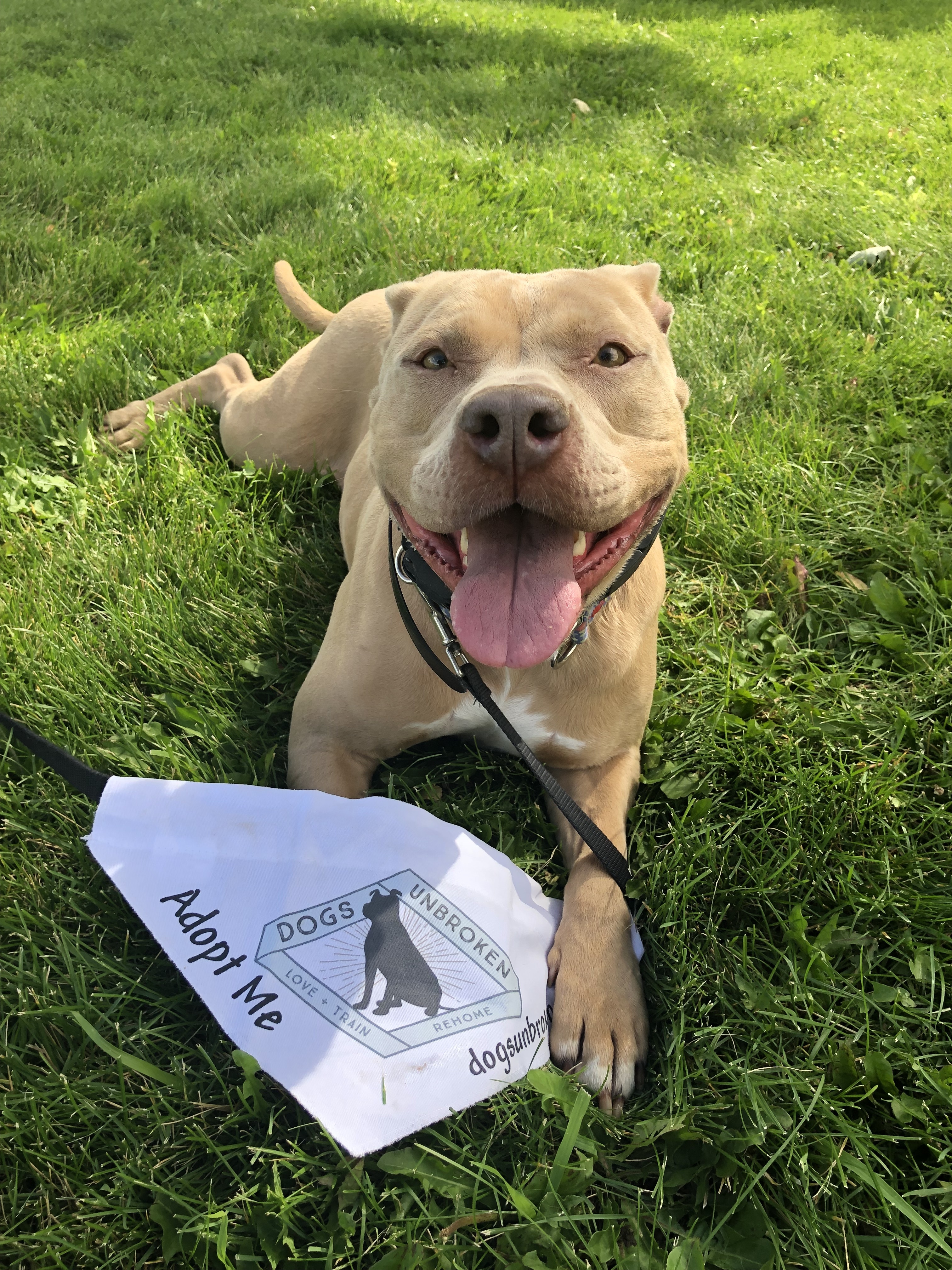 Bella, Adult Female Mixed Breed