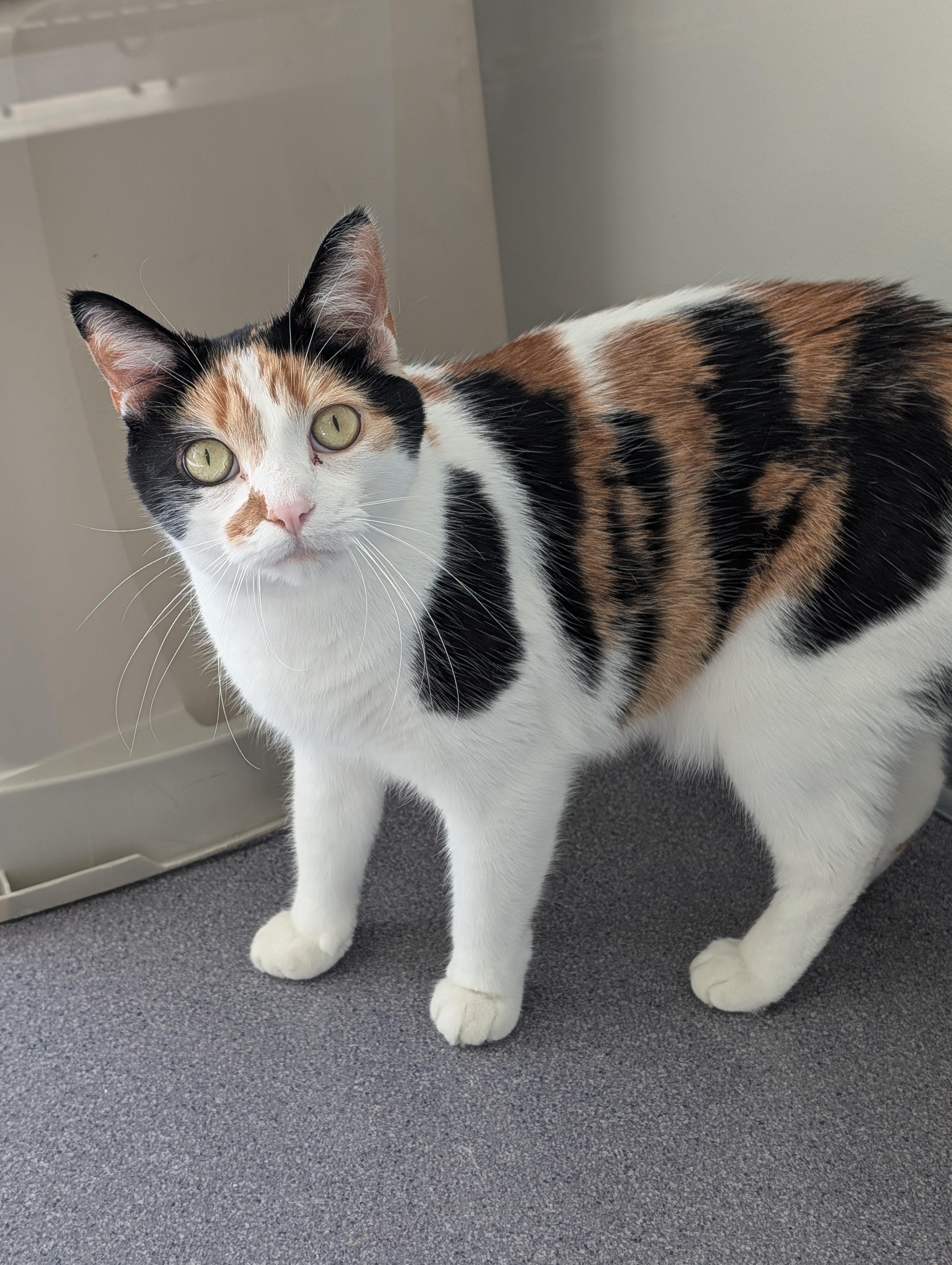 Lucina, Adoptable, Adult Female Domestic Short Hair & Calico.