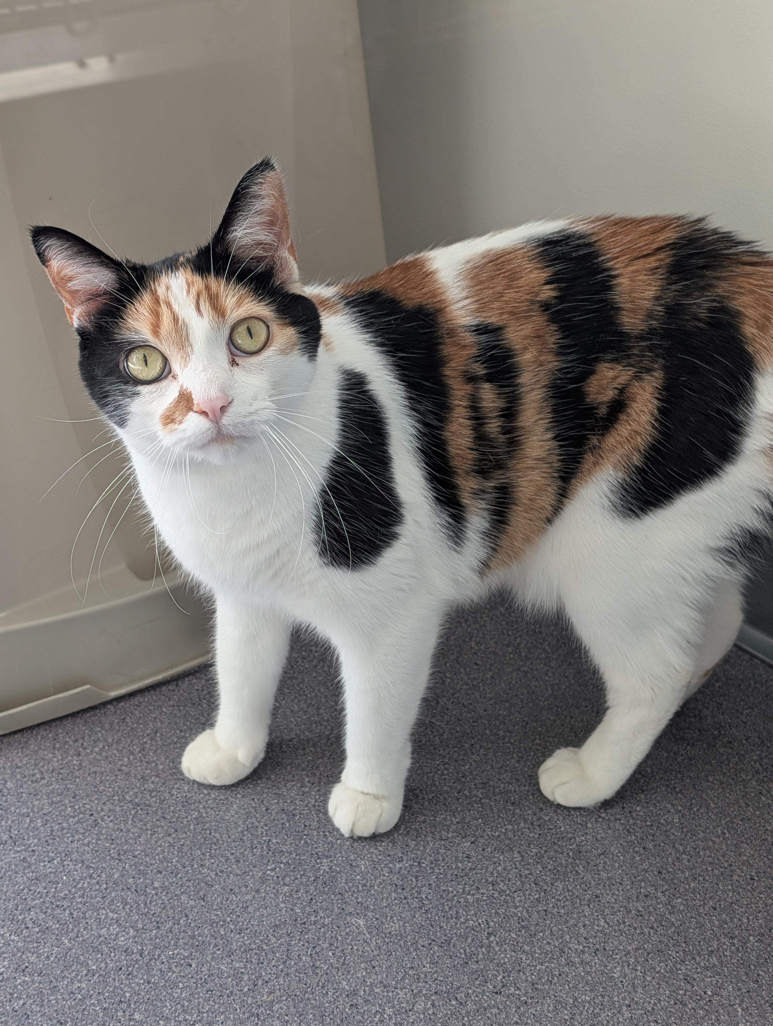 Enlarge Lucina, a Adoptable mixed breed in Onalaska, WI image 2/5