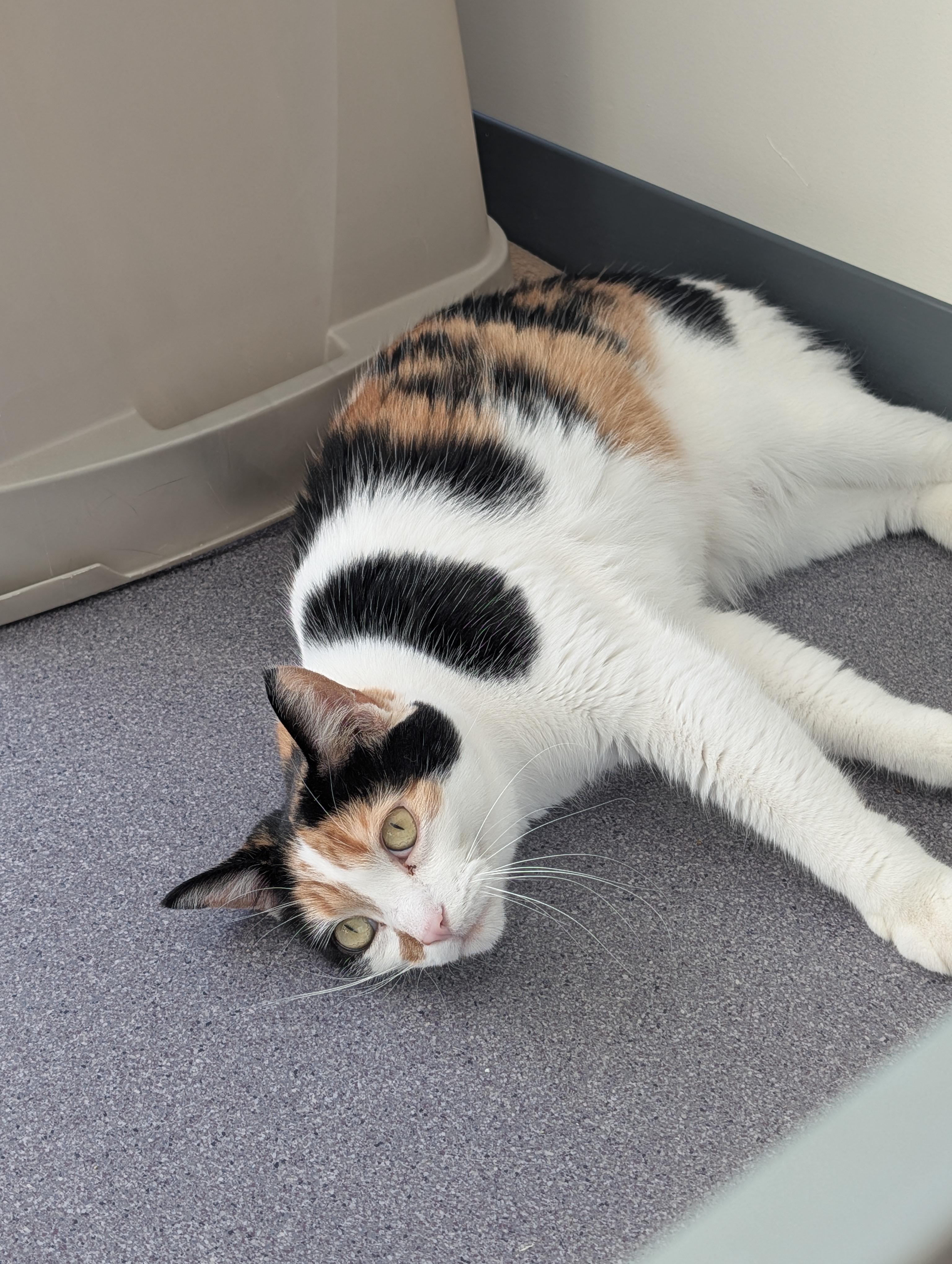 Enlarge Lucina, a Adoptable mixed breed in Onalaska, WI image 3/5