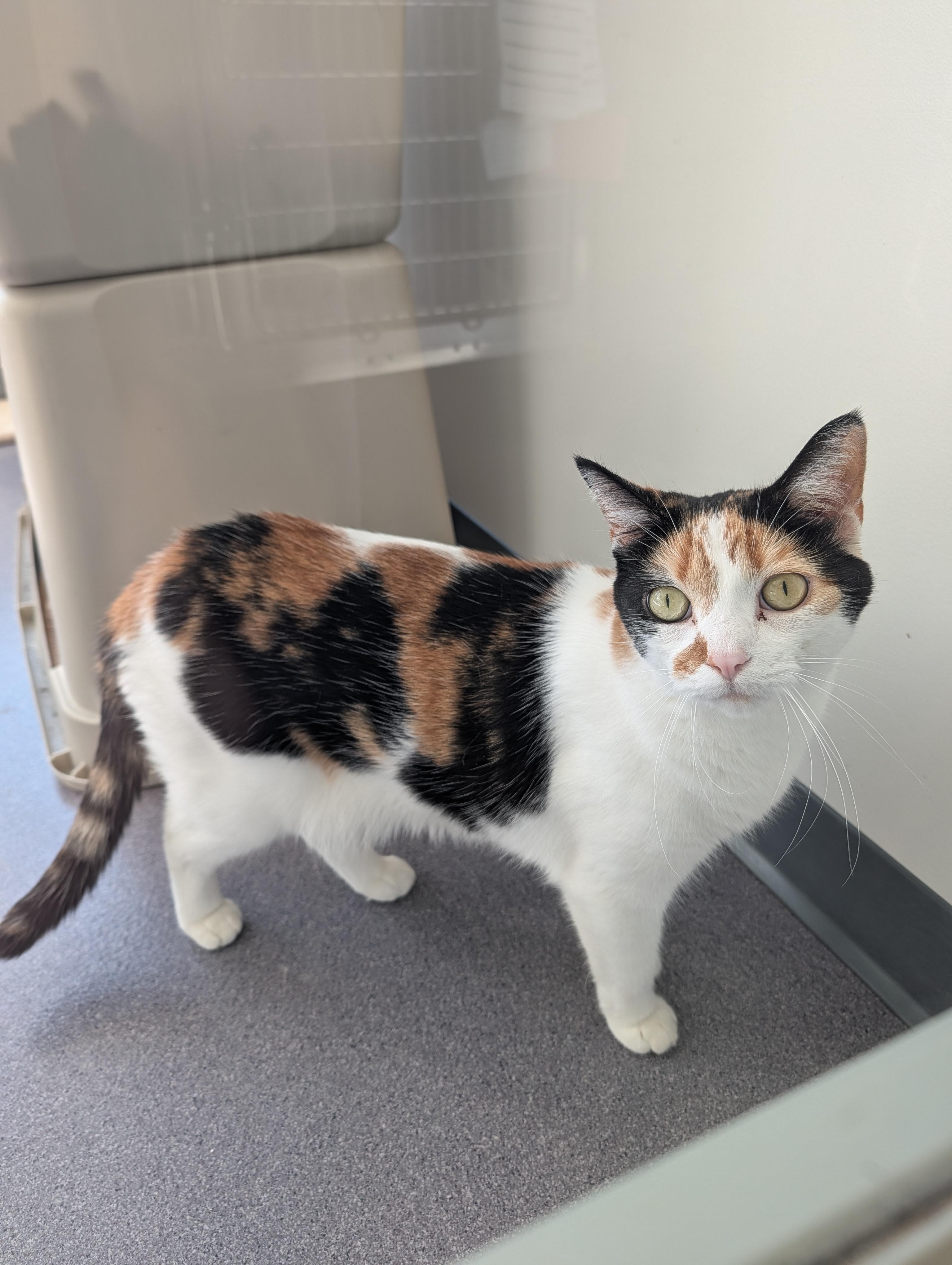 Enlarge Lucina, a Adoptable mixed breed in Onalaska, WI image 4/5