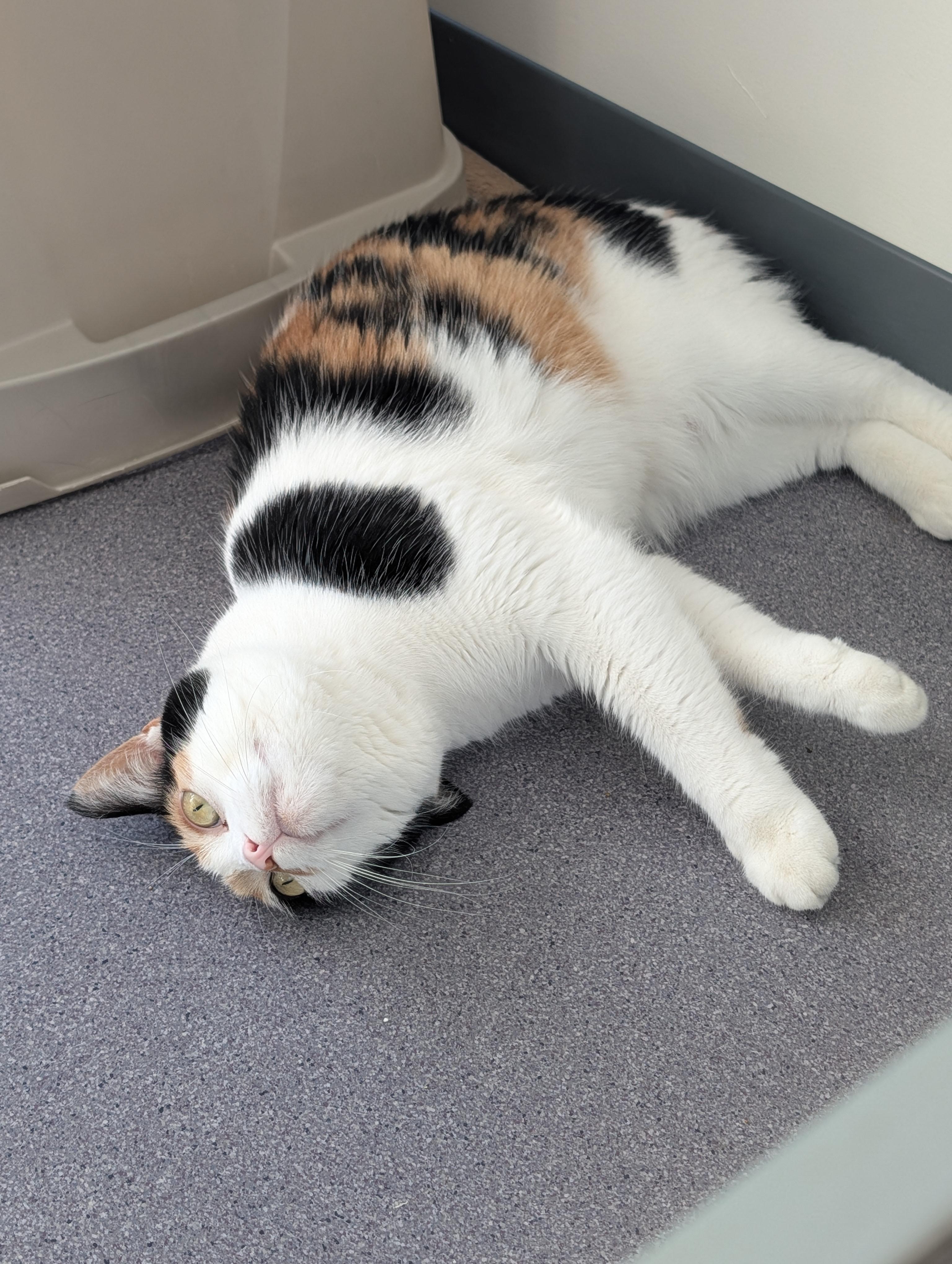 Enlarge Lucina, a Adoptable mixed breed in Onalaska, WI image 5/5