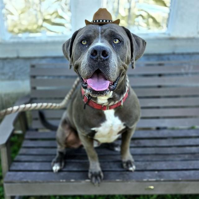 ROCKY, Adoptable, Adult Male Pit Bull Terrier.