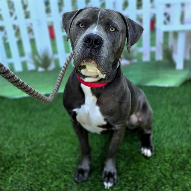 ROCKY, Adoptable, Adult Male Pit Bull Terrier.