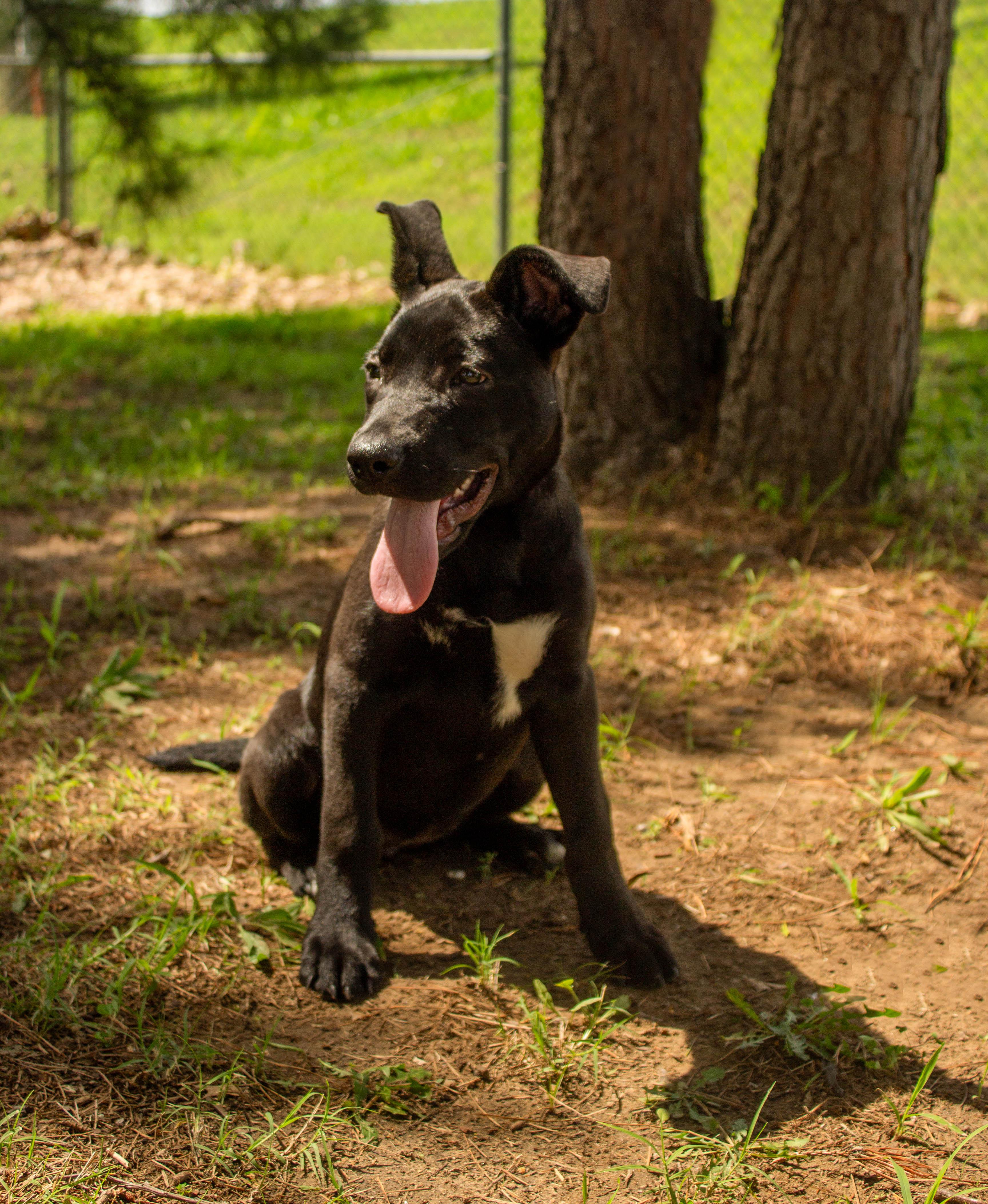 Stormie, an adoptable mixed breed in Jenks, OK image 2/2