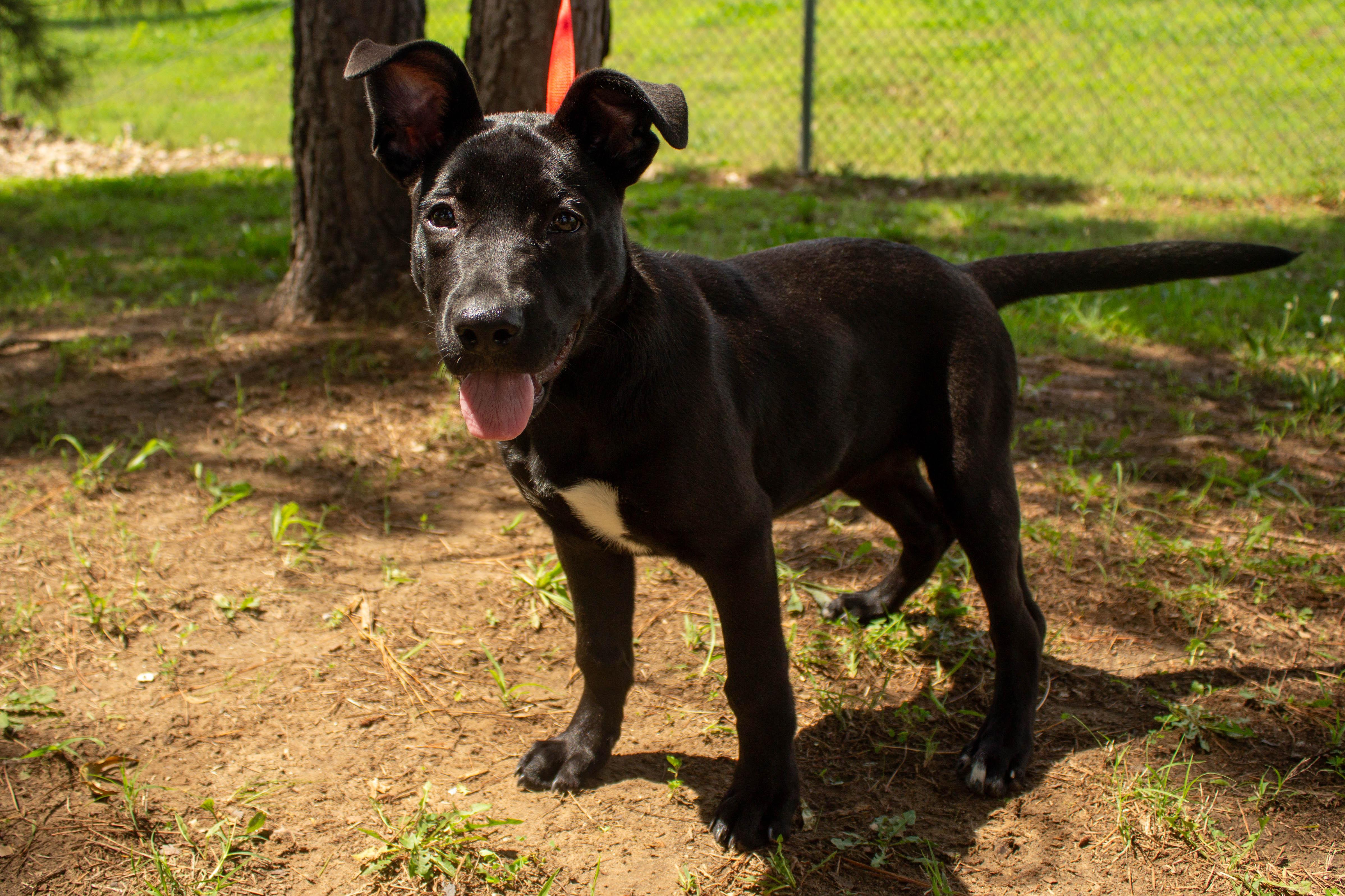 Stormie, adoptable, Young Female Labrador Retriever.