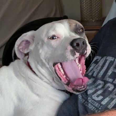 Enlarge Finn, a Adoptable Mixed Breed in Olathe, KS image 1/6