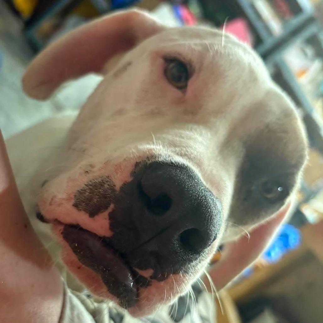 Enlarge Finn, a Adoptable Mixed Breed in Olathe, KS image 2/6