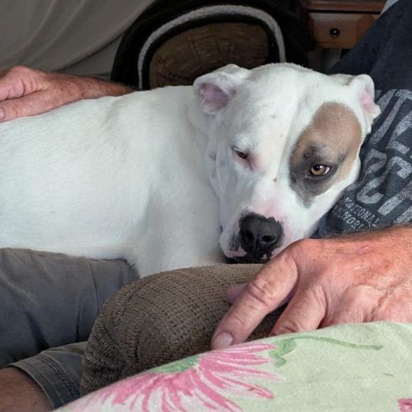 Enlarge Finn, a Adoptable Mixed Breed in Olathe, KS image 3/6