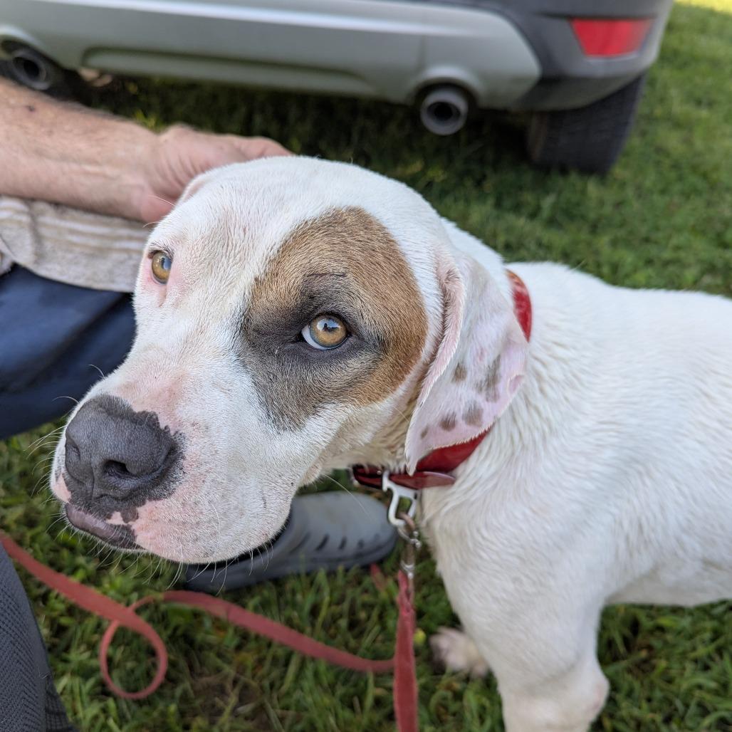 Enlarge Finn, a Adoptable Mixed Breed in Olathe, KS image 4/6