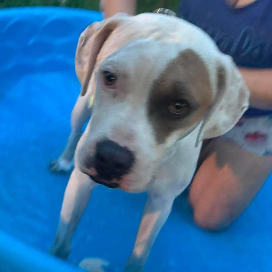 Enlarge Finn, a Adoptable Mixed Breed in Olathe, KS image 6/6