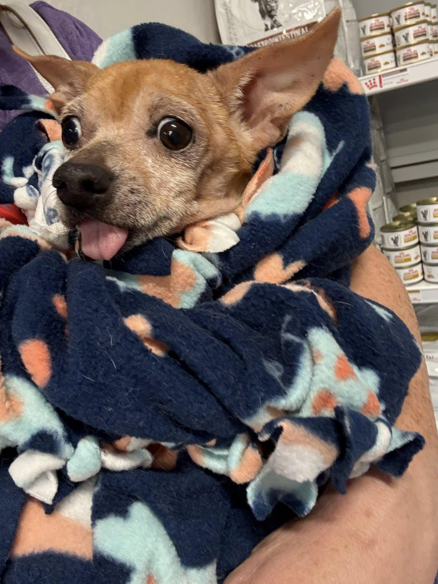 Pineapple, an adopted mixed breed in Scottsdale, AZ image 2/3