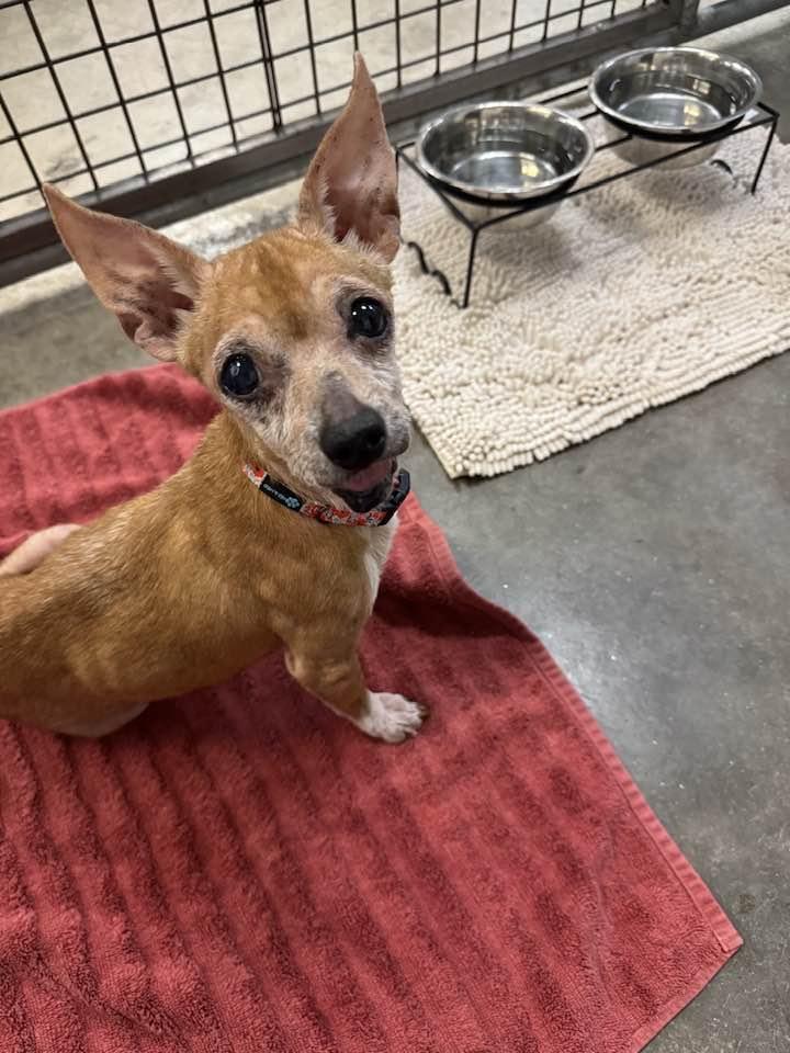 Pineapple, an adopted mixed breed in Scottsdale, AZ image 3/3