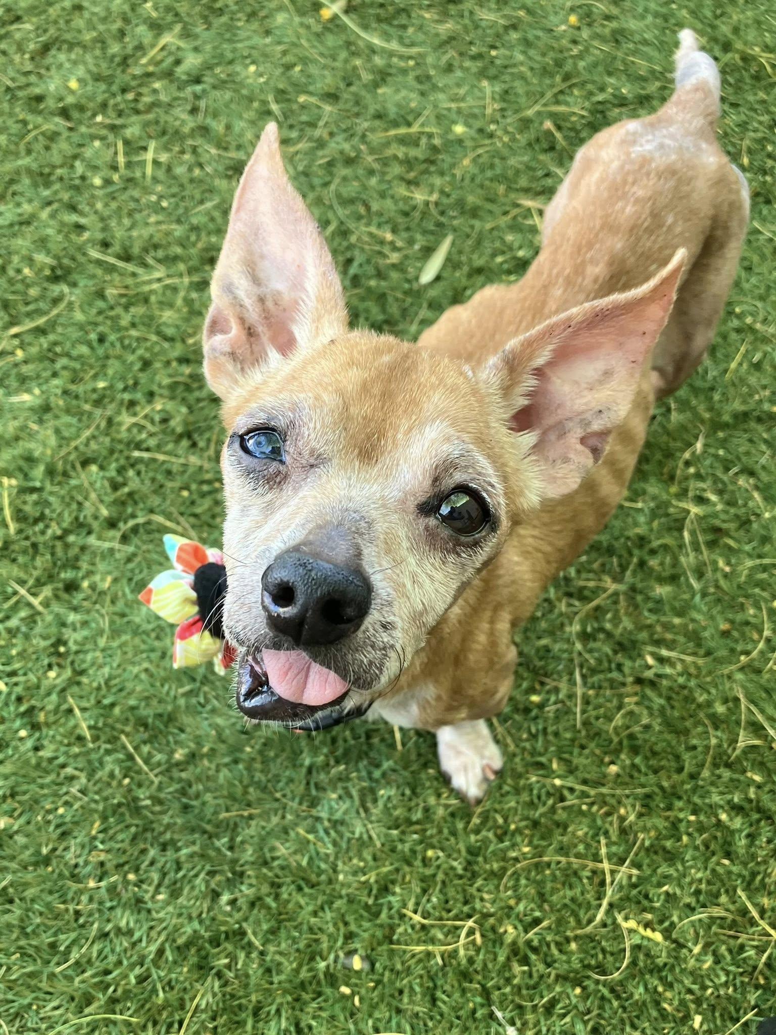 Pineapple, adopted, Senior Female Chihuahua.
