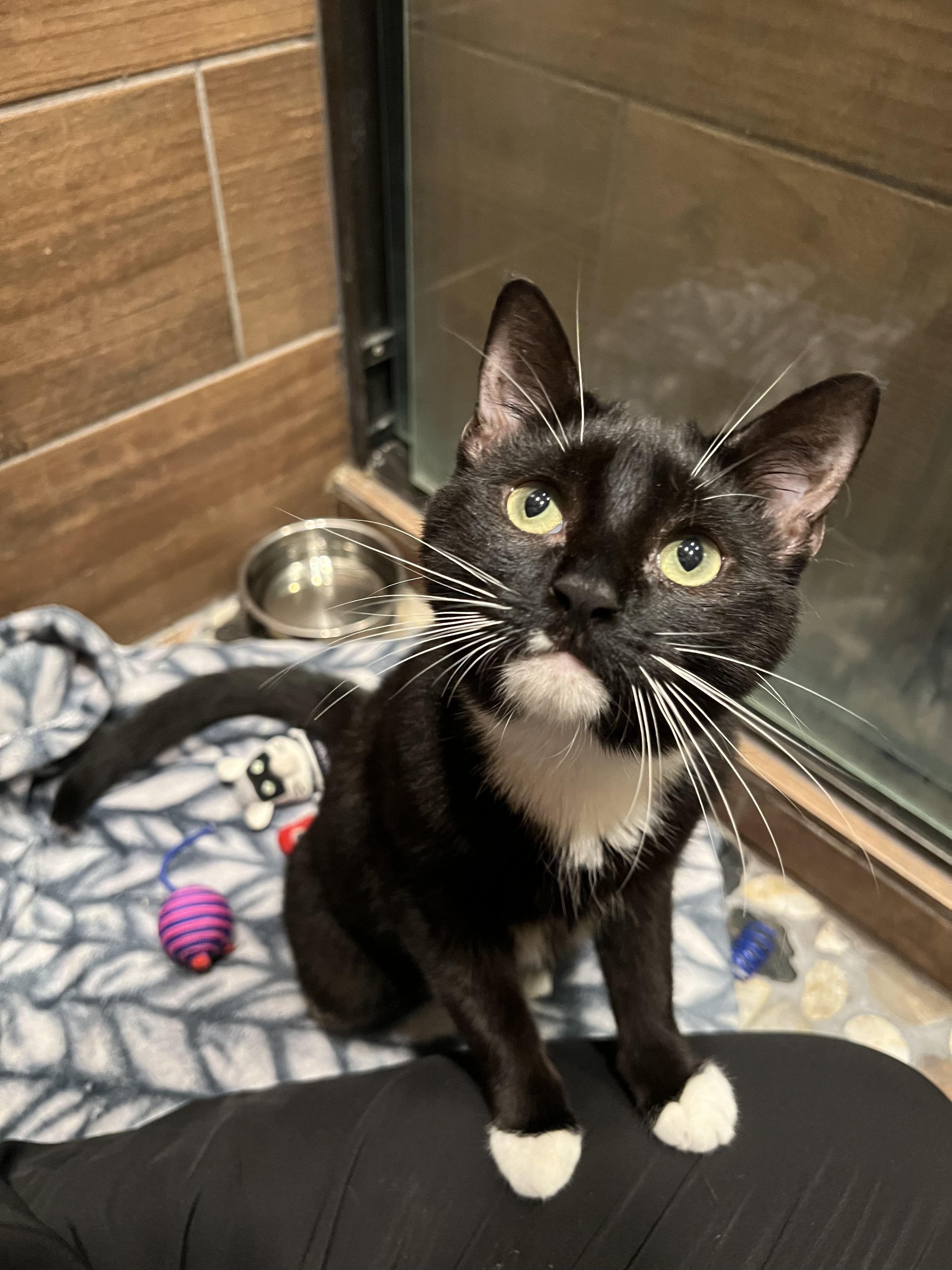 Enlarge Raven, an adopted Domestic Short Hair in Rochester , NY image 5/6