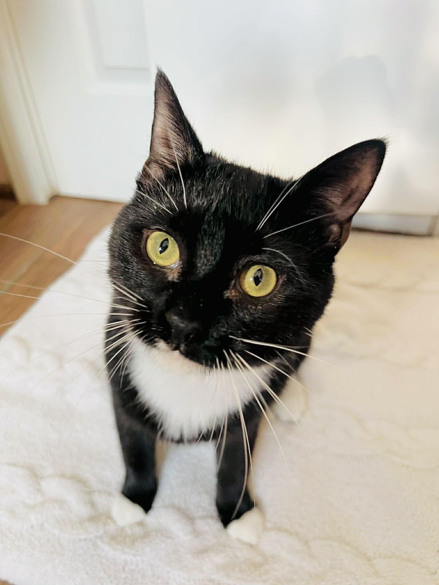 Enlarge Raven, an adopted Domestic Short Hair in Rochester , NY image 2/6