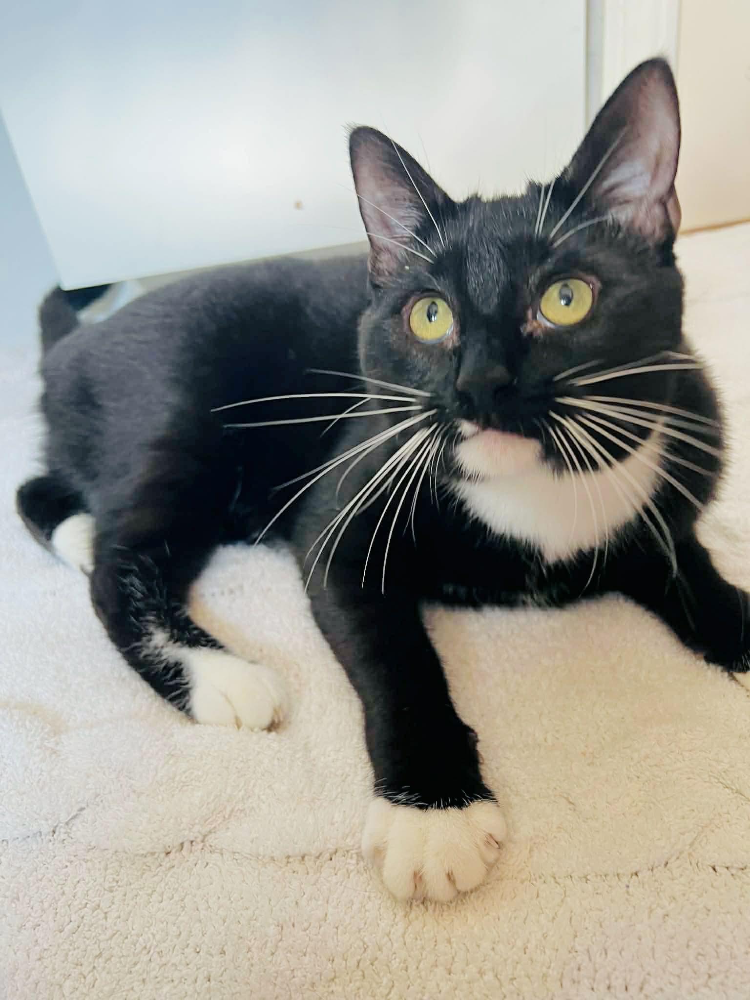 Enlarge Raven, an adopted Domestic Short Hair in Rochester , NY image 6/6