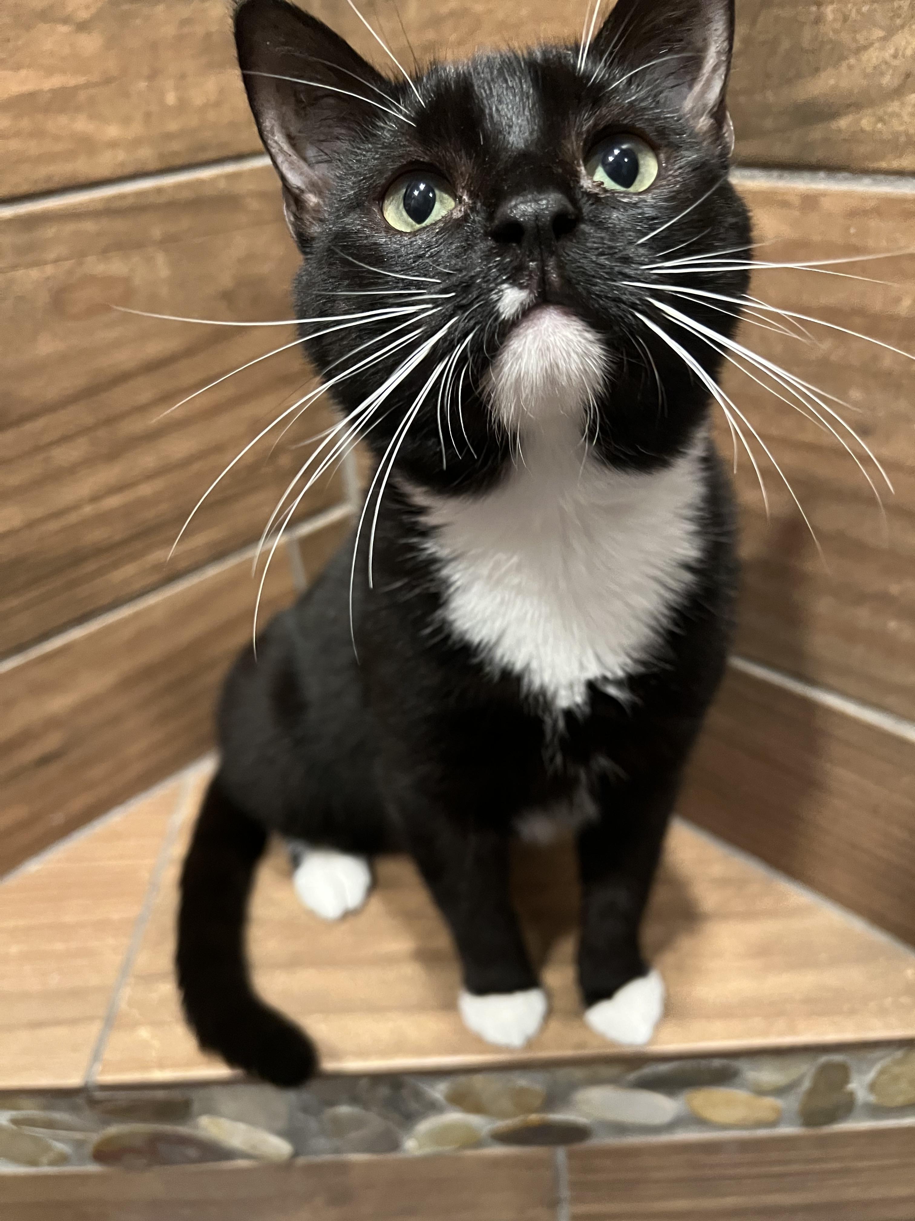Enlarge Raven, an adopted Domestic Short Hair in Rochester , NY image 3/6