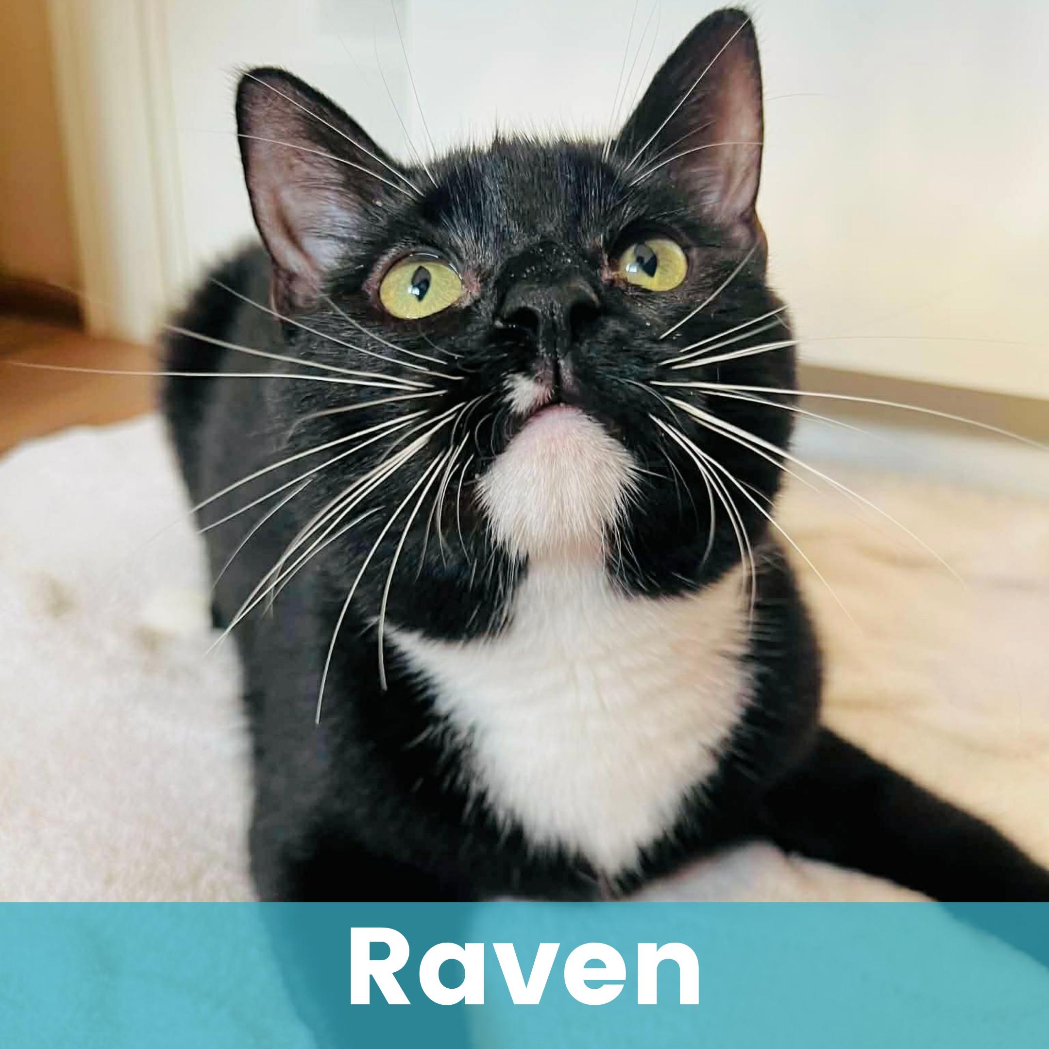 Raven, adopted, Kitten Female Domestic Short Hair.